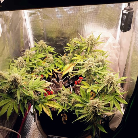 Moving On — flower, day 37