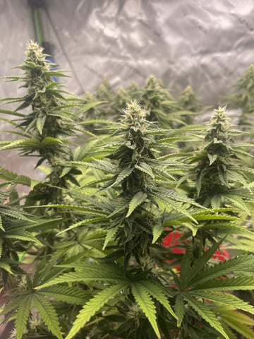 Phx_Freedom — flower, day 166