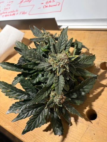 510 First Run! — flower, day 79