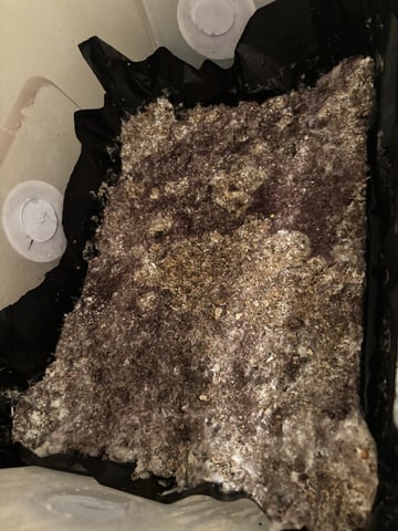 second 🍄‍🟫 grow — flower, day 54