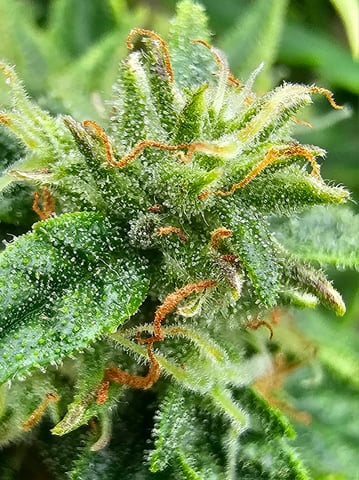 Cheshablue  — flower, day 35