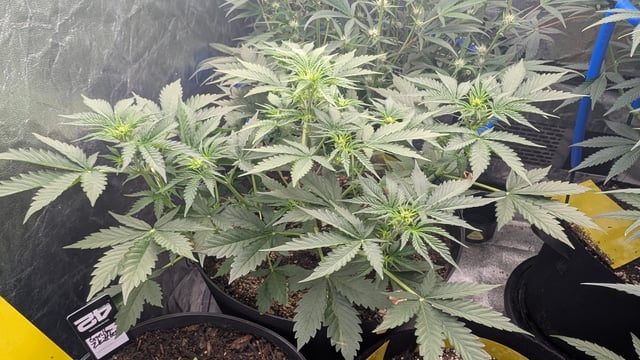 Mixed Grow — grow_setup, day 54