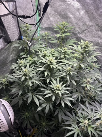 grow tent 