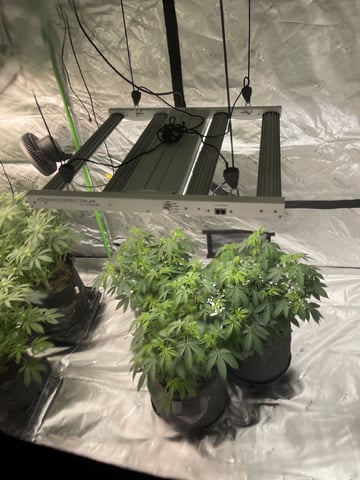 Clones GodFather OG Clones — vegetative, day 52