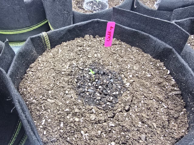 3rd Auto Grow — germination, day 22