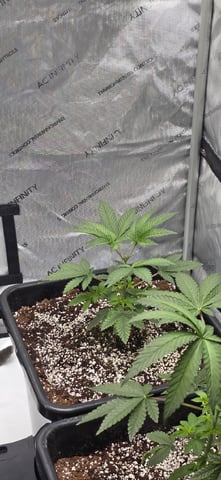 Lime Rian. — vegetative, day 29