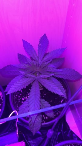white runtz first grow  — vegetative, day 7