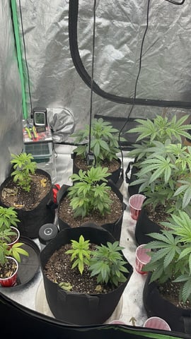 New Photos  — vegetative, day 46