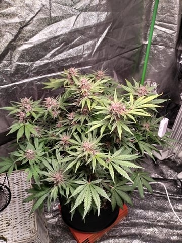 Banana Purple Punch Auto — flower, day 63