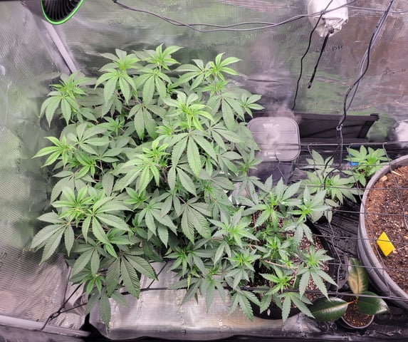 Grow — vegetative, day 23
