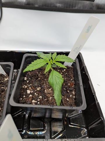 Grow Tent Starts — seedling_rooting, day 21