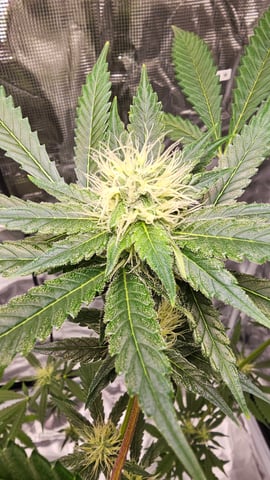 Princess Piper — flower, day 4