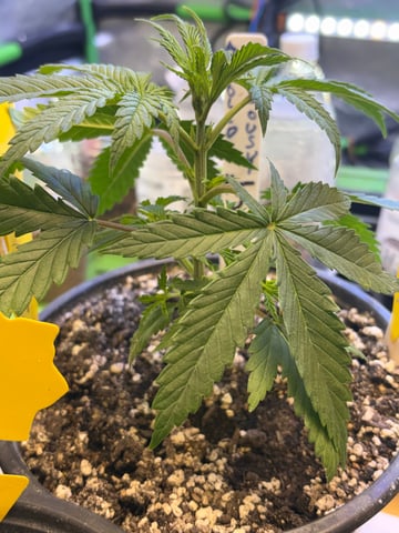 Apollo x Jealousy  — grow_setup, day 2