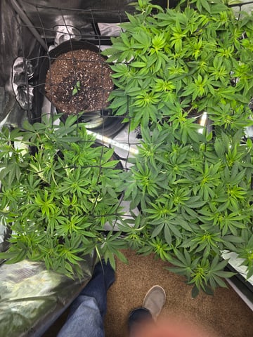 Purple Haze  — vegetative, day 39