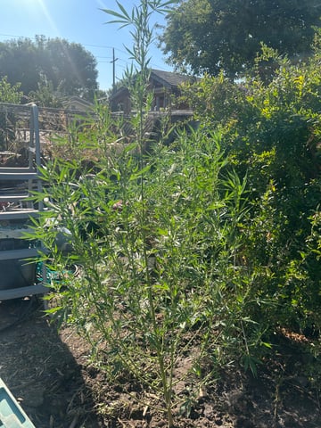 2025 harvest  — vegetative, day 1