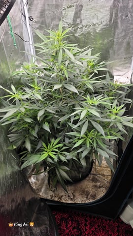 Slightly Stoopid Fruits  — flower, day 8