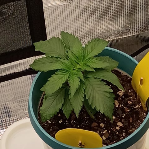 TentPlantLightFan — vegetative, day 22