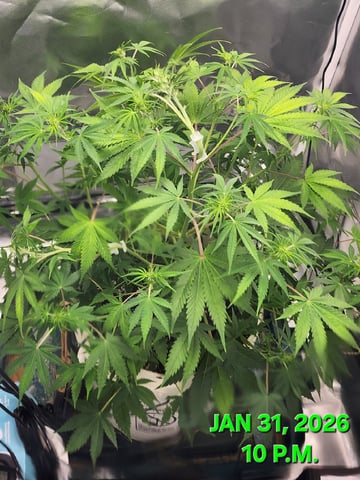 Dos Si Dos. Indica — flower, day 38