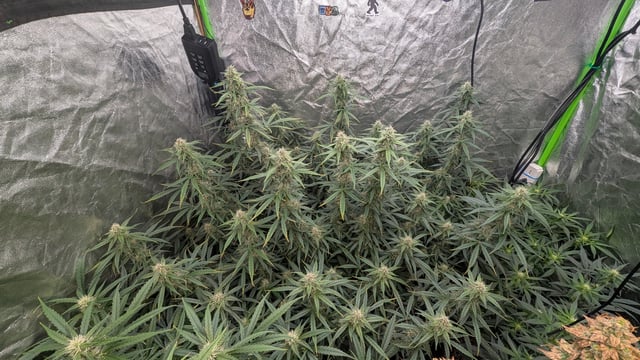 Strawberry Cheesecake Seedsman Seeds Autoflowers x2 — flower, day 66