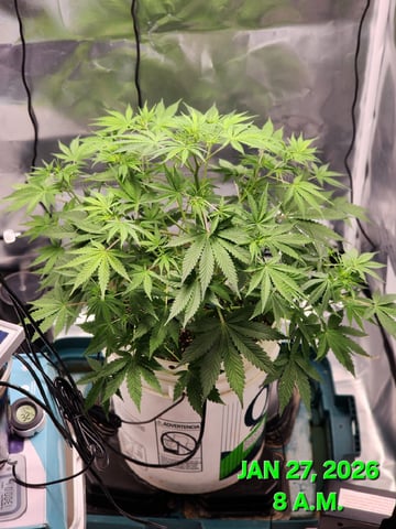 Dos Si Dos. Indica — vegetative, day 33