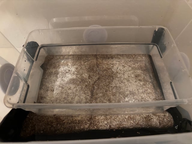 First magic mushroom grow — flower, day 77