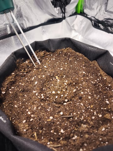 New grow — germination, day 1
