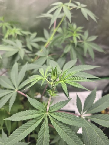 new start — flower, day 108