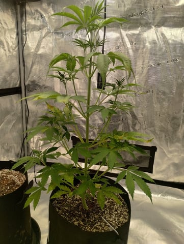 Round 2🥊 — vegetative, day 39