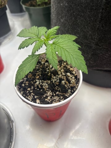 winter 25-26 — seedling_rooting, day 8