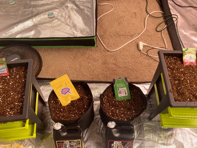 Mini Grow Off — grow_setup, day 1