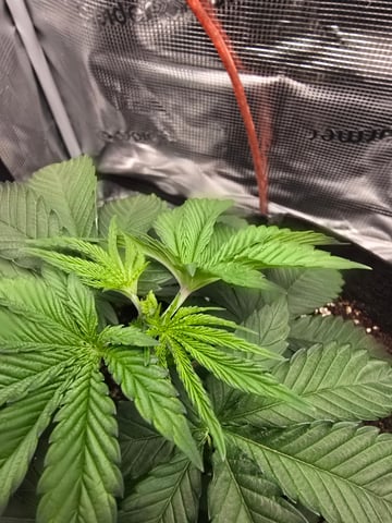 Northern lights #10 2nd plant (Selkies) — vegetative, day 22