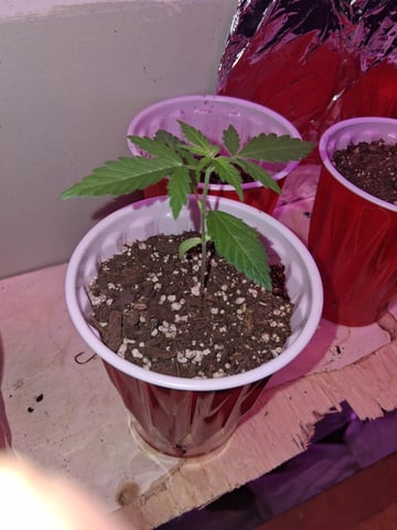 White Widow & Skittlez — seedling_rooting, day 28