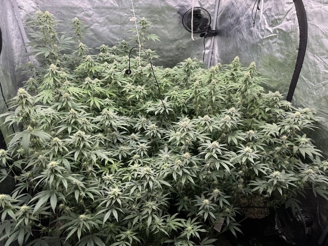 7 Strains 14 Plants  — flower, day 113