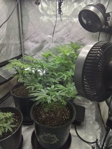 grow 1 — flower, day 64