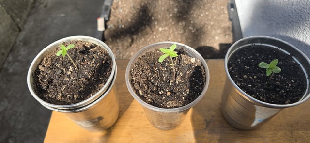 CzechsMex 2.0 — seedling_rooting, day 9