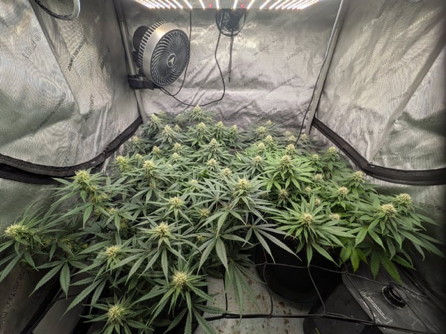 Apollo And Orange Creampop