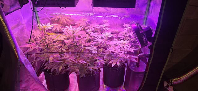 basement grow — flower, day 63