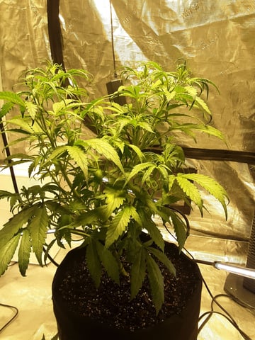 Gorilla Cookies Auto — vegetative, day 43