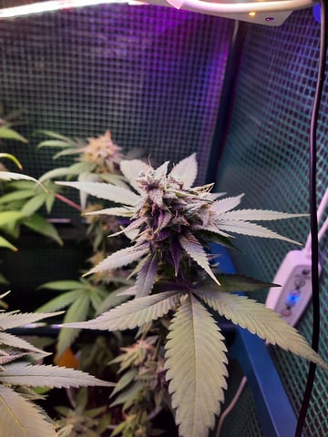 missing pieces — flower, day 111