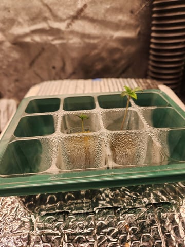 Wedding Cake Auto — seedling_rooting, day 12