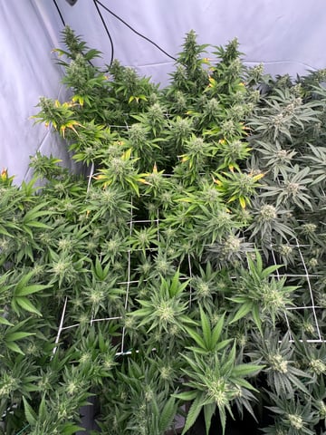 Permanent Marker, Gary Payton — flower, day 37