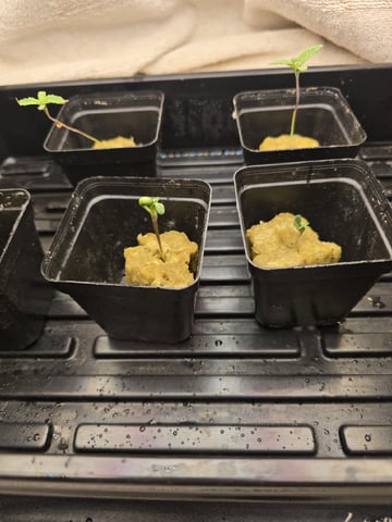 Dr. Sleep — seedling_rooting, day 17