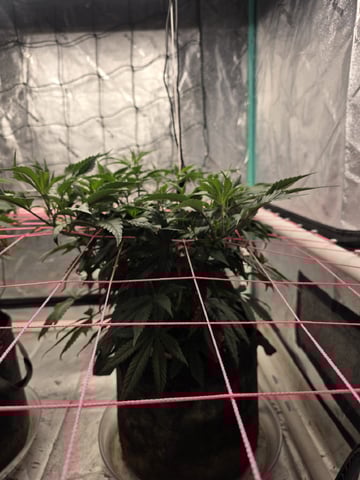 Granny Candy and PLCG — vegetative, day 72