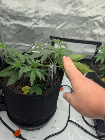 Grow #4 — vegetative, day 29