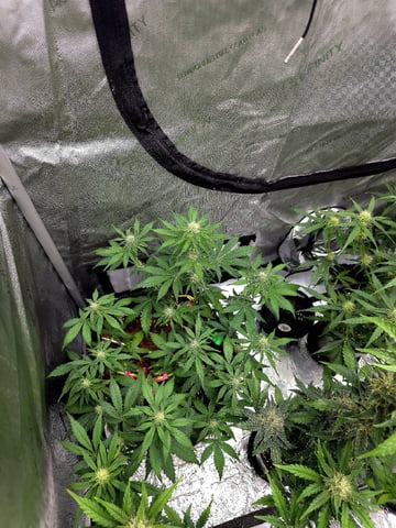 Gummies Bear & Blackberry Auto — flower, day 23