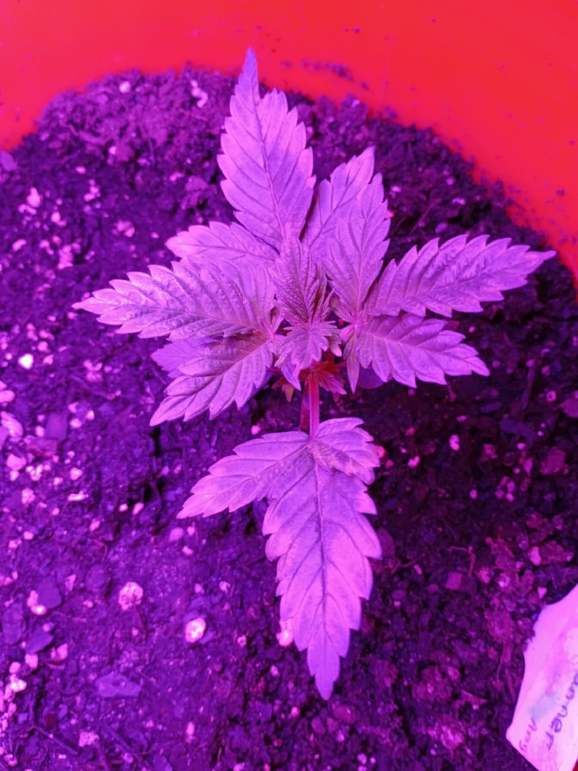 Bruce Banner