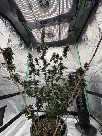 Bluntz Grow — flower, day 62