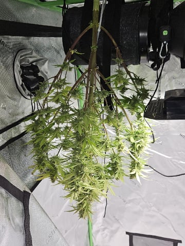 Gorilla Z auto — flower, day 94
