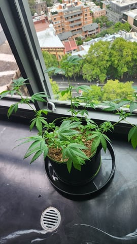 Royal Highness — vegetative, day 66