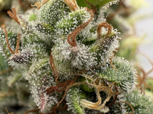My First Grow — harvest, day 72